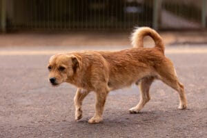 artrose hond