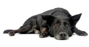 Oude zwarte hond ligt ontspannen op vloer.