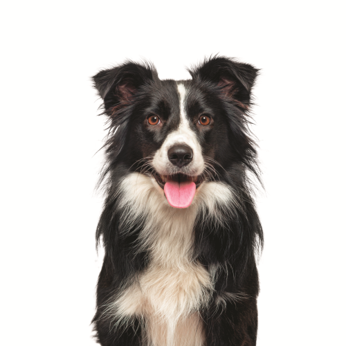 AdobeStock_525584801