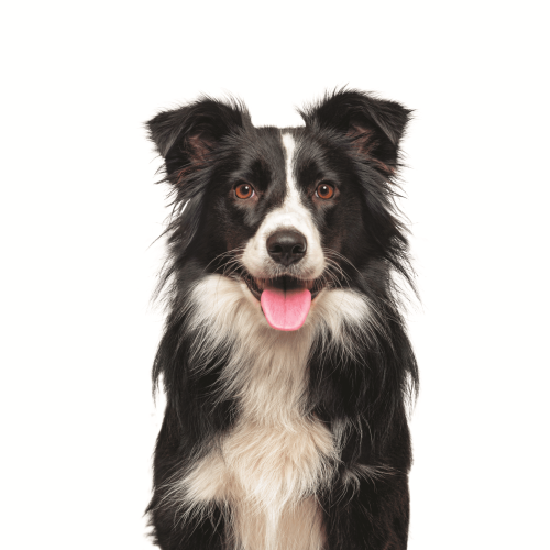 AdobeStock_525584801