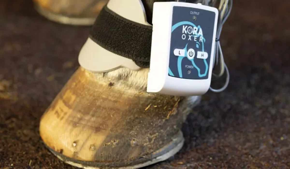 a device attached to a horse's hoof