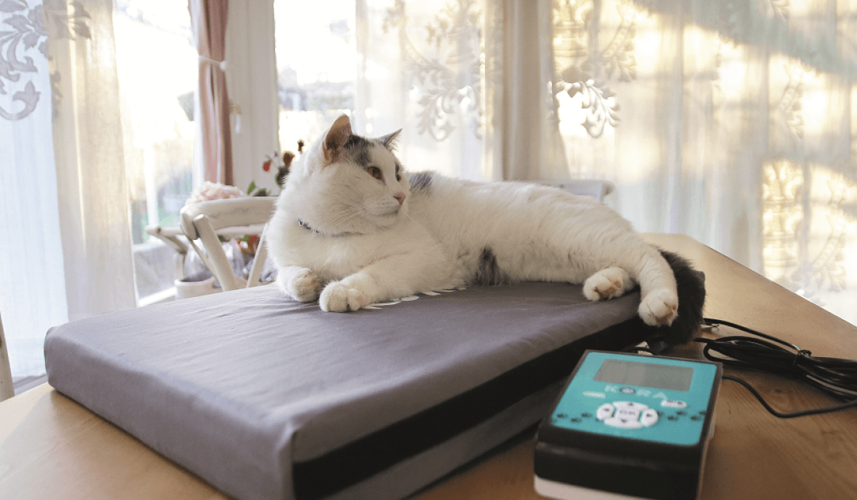 pemf kat herstel