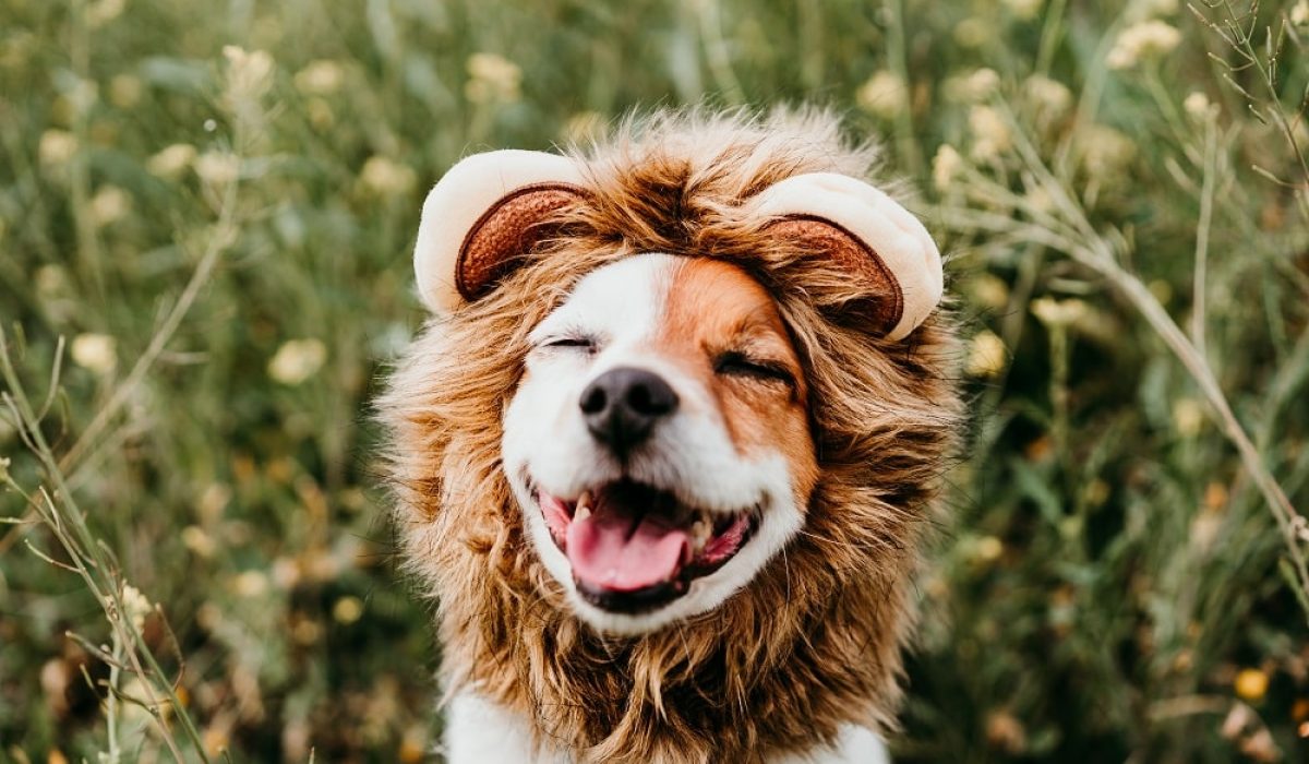 a dog wearing a lion garment