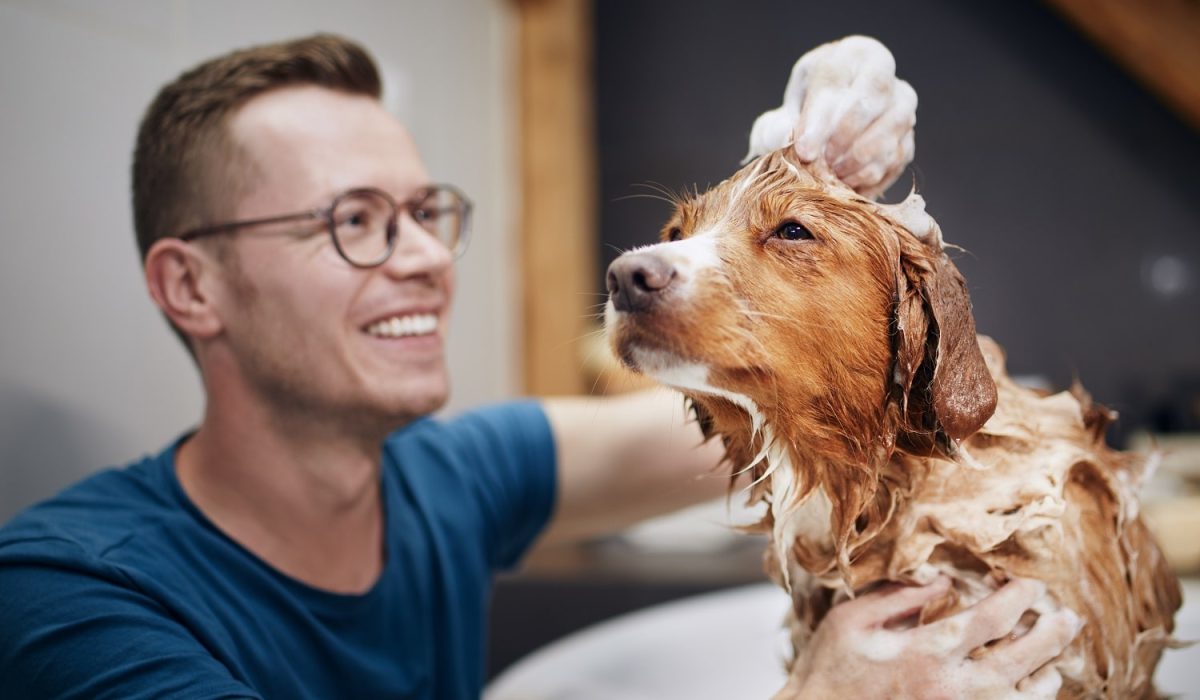 dog-taking-bath-at-home-2022-04-27-07-16-14-utc-min.jpg