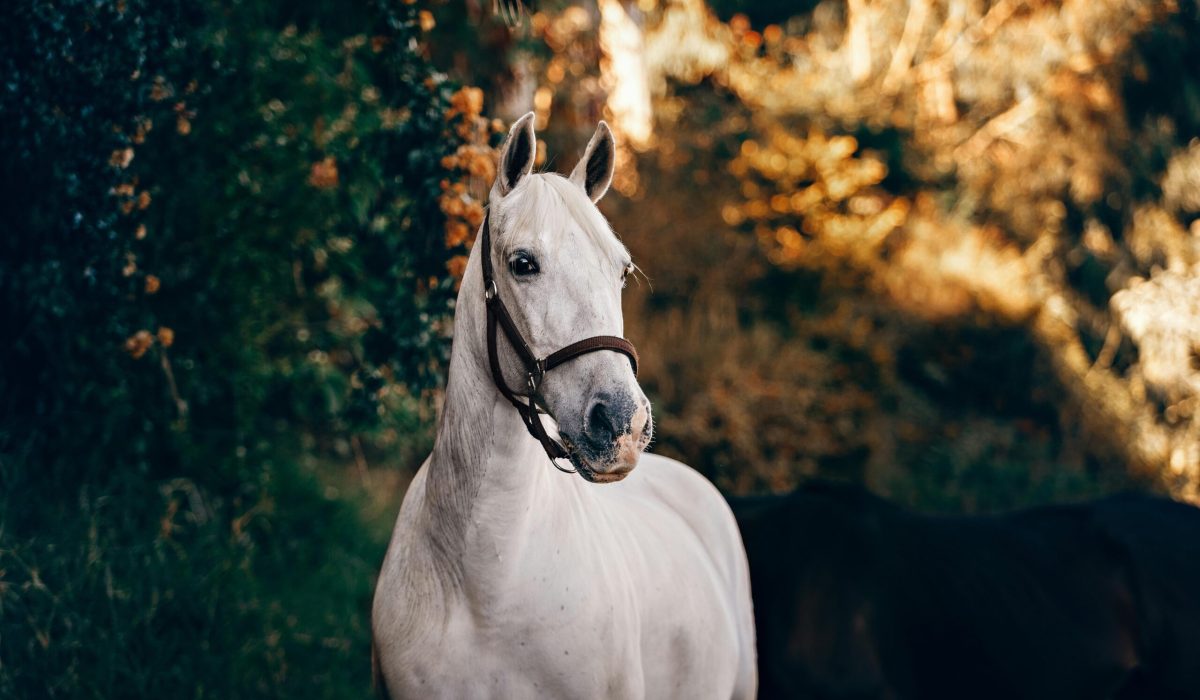 pexels-helenalopes-1996330