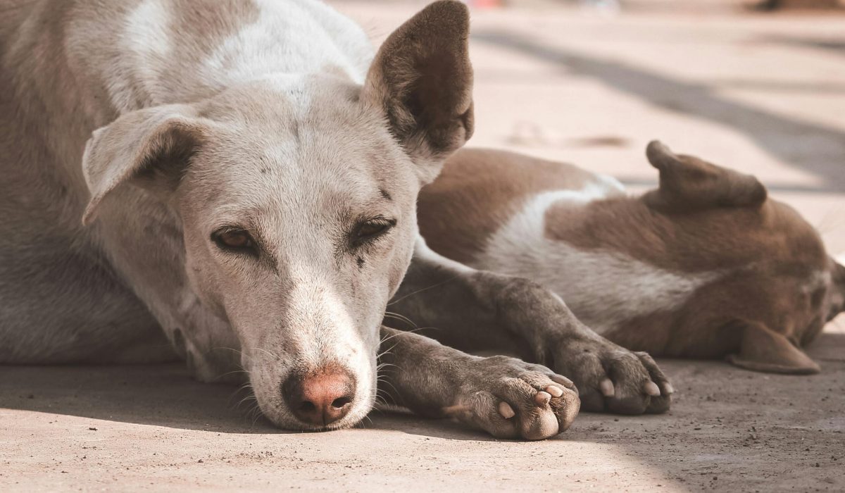 PEMF hondenopvang bij buitenlandse reddingshond tijdens herstel