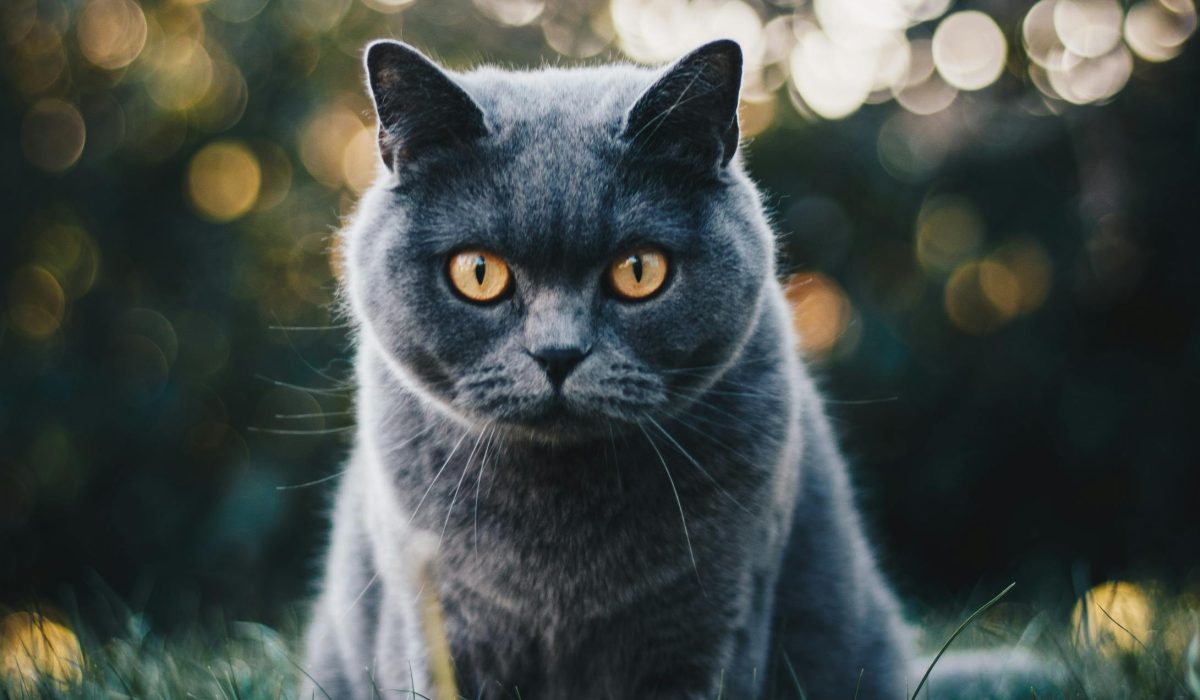 a cat sitting in the grass
