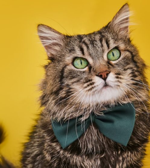 a cat wearing a bow tie