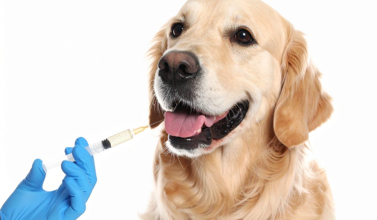 AI generated happy golden retriever dog receiving light yellow vaccine injection symbolizing preventive pet healthcare and routine veterinary medicine concept white background animal immunization