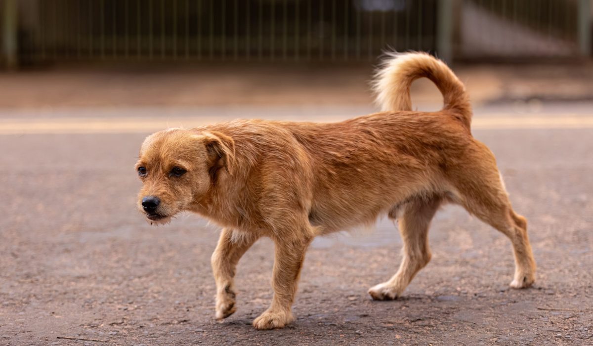artrose hond
