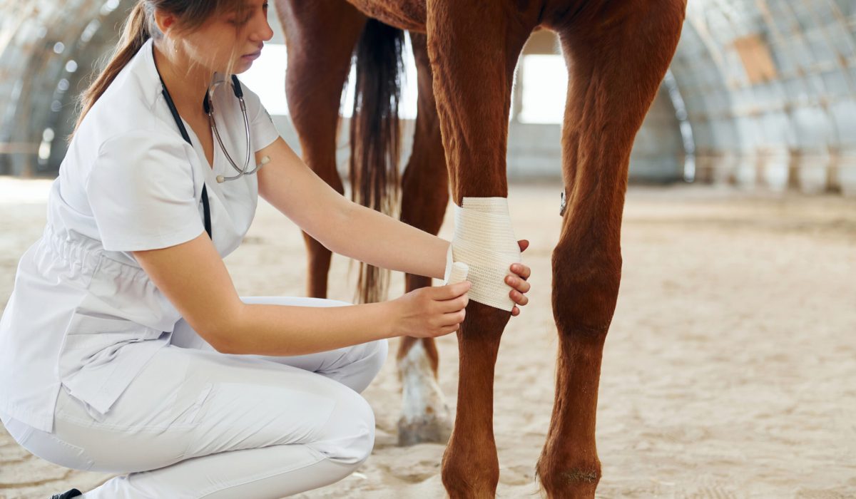 peesblessure paard pemf