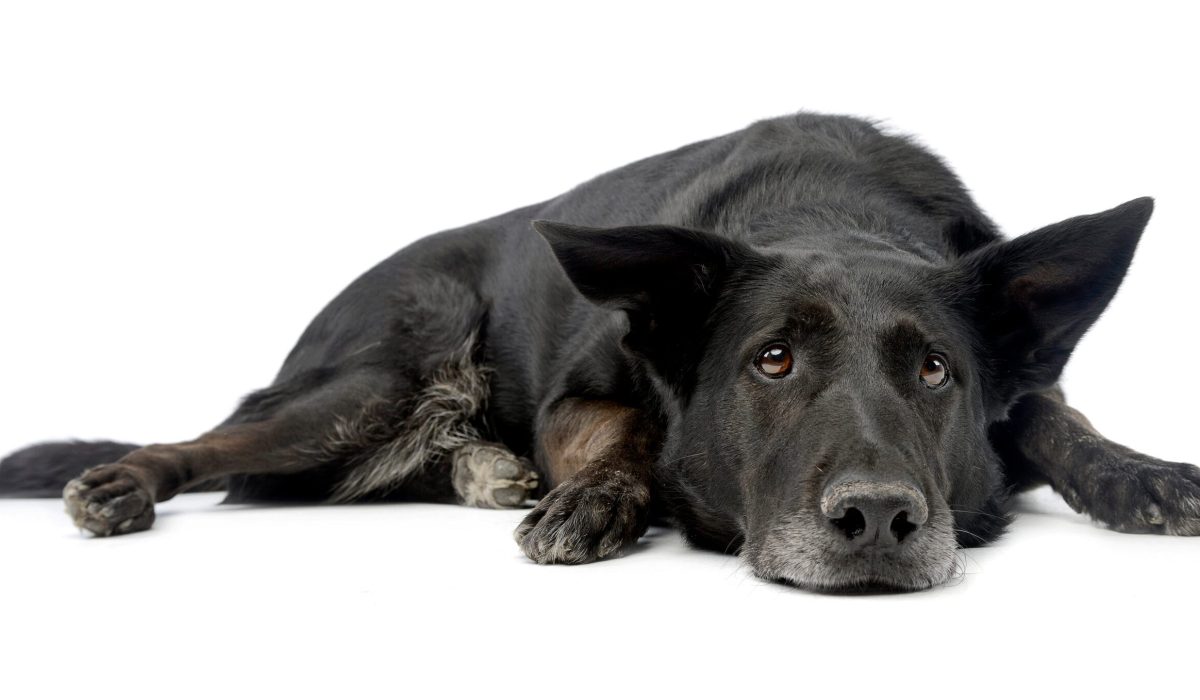 Oude zwarte hond ligt ontspannen op vloer.